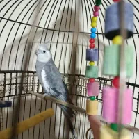 عروس هلندی آلبینو