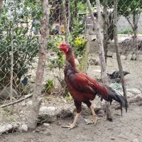 تخم لاری|حیوانات مزرعه|احمدسرگوراب, |دیوار