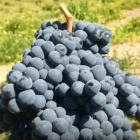 قلمه انگور سیاه ریشه دار ۲ ساله(چوتک)