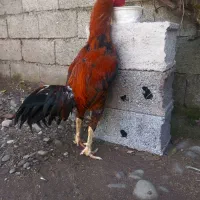 مرغ لاری و خروس لاری|حیوانات مزرعه|رشت, لاکانی|دیوار