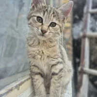 چهار تا گربه زیبا و خونگی.