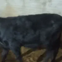 دوعدد گوساله نر آنگوس