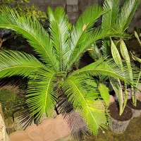 تعدادی سیکاس گلدانی