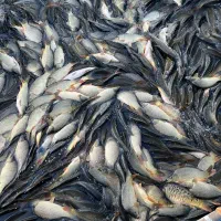 خرید و فروش ماهی کپور ( پرورشی )|عمدهفروشی|رشت, پسیخان|دیوار