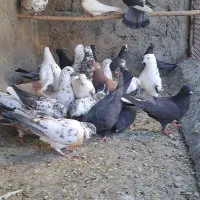 کبوتر پرشی