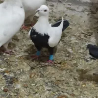 کبوتر لطفا اگر گرفتید زنگ بزنید