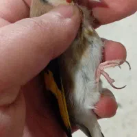 سهره ماده ۳ ساله