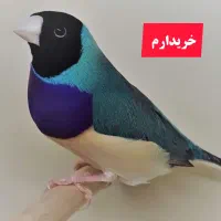 فنچ گلدین آبی