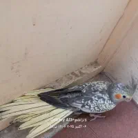 عروس هلندی ماده ۲ ماهه|پرنده|شیراز, آبیاری|دیوار
