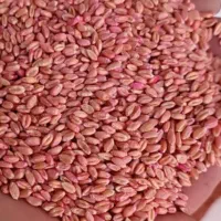 بذر گندم پیشگام بوجاری شده و درمان شده