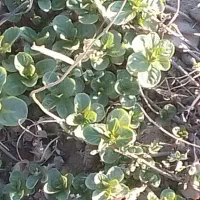 ریشه نعناع ترخون|گل و گیاه طبیعی|قوچان, |دیوار