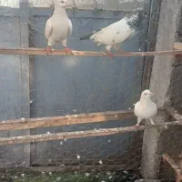 کبوتر فروشی