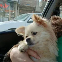 واگذاری پامیر