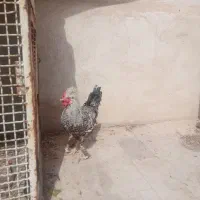 خروس سلطان 8ماهه