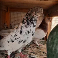 مغلوف دمسیاه جفت سرور
