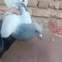 کبوتر یا کفتر|پرنده|کرمان, |دیوار