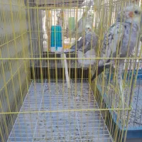 عروس هلندی|پرنده|اقبالیه, |دیوار