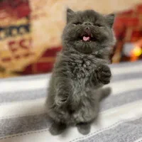 گربه