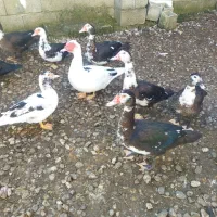 فروش اردک‌اسراییلی