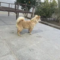 توله سگ پامر اشپیتز ۶ ماهه