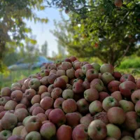 چیدن سیب و انگور|خدمات باغبانی و درختکاری|نوشین شهر, |دیوار