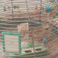 فروش یک عدد سهره