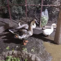 قو غاز  بالغ اصیل افریقایی و لیندا