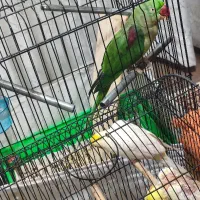 شاه طوطی بالغ آماده جفت گیری معاوظع با راهب یاگرین