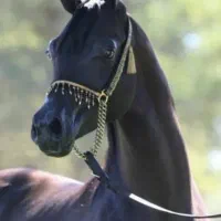 سواری کردن اسب