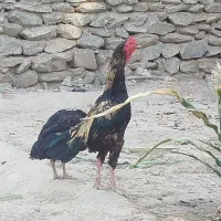خروس ومرغ