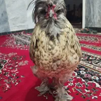 خروس فانتزی|حیوانات مزرعه|نجفآباد, یزدانشهر|دیوار