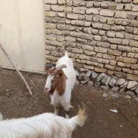 ۲عدد بز جوان ۲دندون ماده