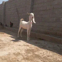 فروش بز|حیوانات مزرعه|بندر ماهشهر, |دیوار