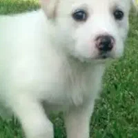 واگذاری اشپیتز|سگ|بهشهر, |دیوار