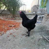 مرغ و خروس