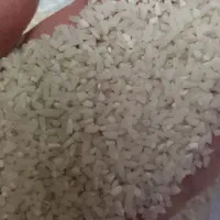 لاشه و نیم دانه برنج هاشمی سورتینگ زده|خوردنی و آشامیدنی|بندر انزلی, طالب آباد|دیوار