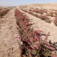 باغ زرشک نهال ۵ ساله همراه ۵ساعت|فروش زمین و ملک کلنگی|قائن, |دیوار