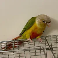 فروش گرینچیک