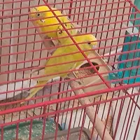 مرغ عشق
