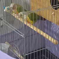 گرینچیک مولدجفت|پرنده|بومهن, |دیوار