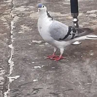 دمگیر|پرنده|اصفهان, گرکان|دیوار