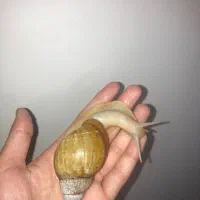 حلزون اچانتینا البینو
