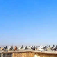 کفتر بومب