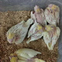 جوجه عروس هلندی سرلاکی|پرنده|اصفهان, ملک‌شهر|دیوار