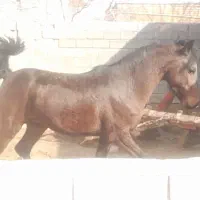 فروش کره اسب ۲.۵سال