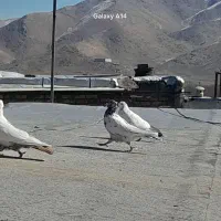 کبوتر|حیوانات|اراک, |دیوار