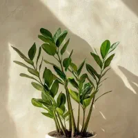 قرص کود|گل و گیاه طبیعی|شیراز, عادل آباد|دیوار