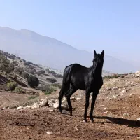 کُره .کرد1ساله