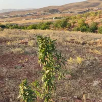 فروش فوری زمین باغچه|فروش زمین و ملک کلنگی|شیراز, کودیان|دیوار