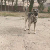 گمشده|حیوانات|نیر (اردبیل), |دیوار